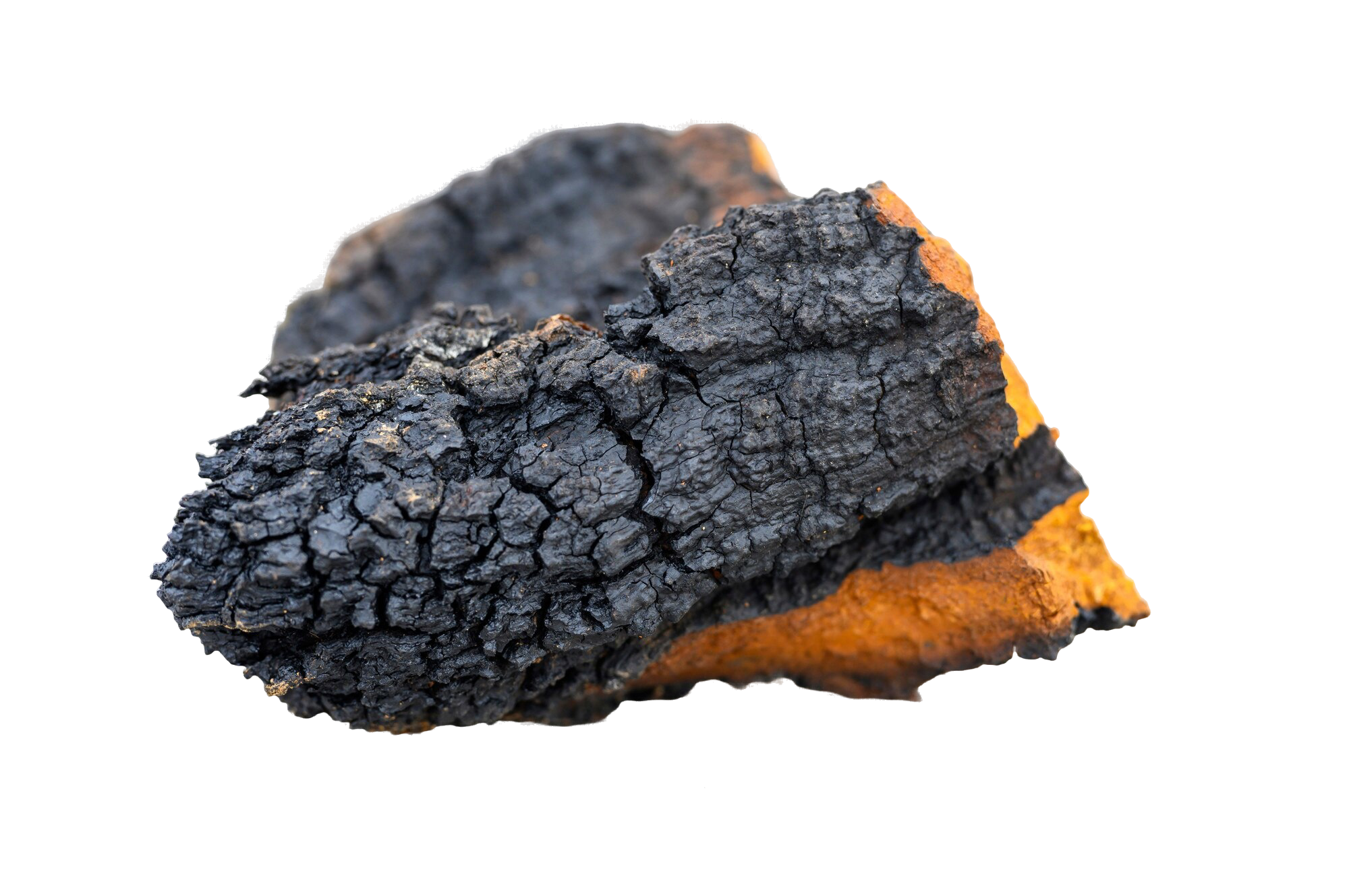 Chaga