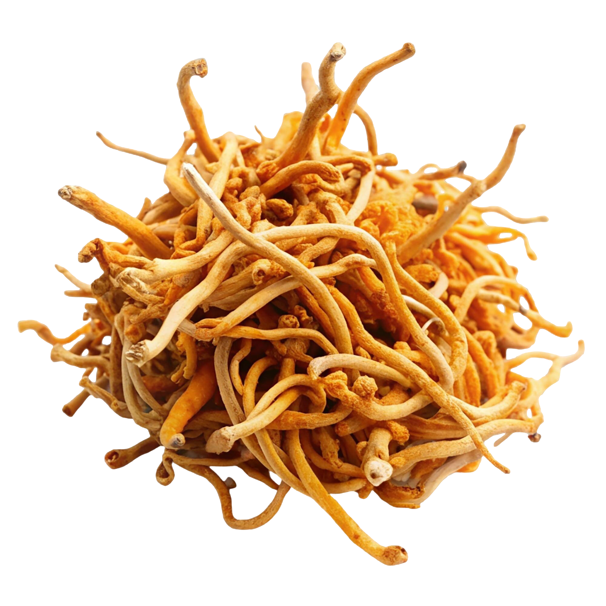Cordyceps sinensis