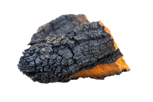 Chaga