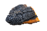 Chaga
