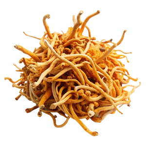 Cordyceps sinensis