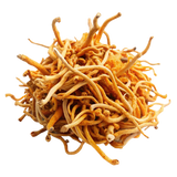 Cordyceps sinensis