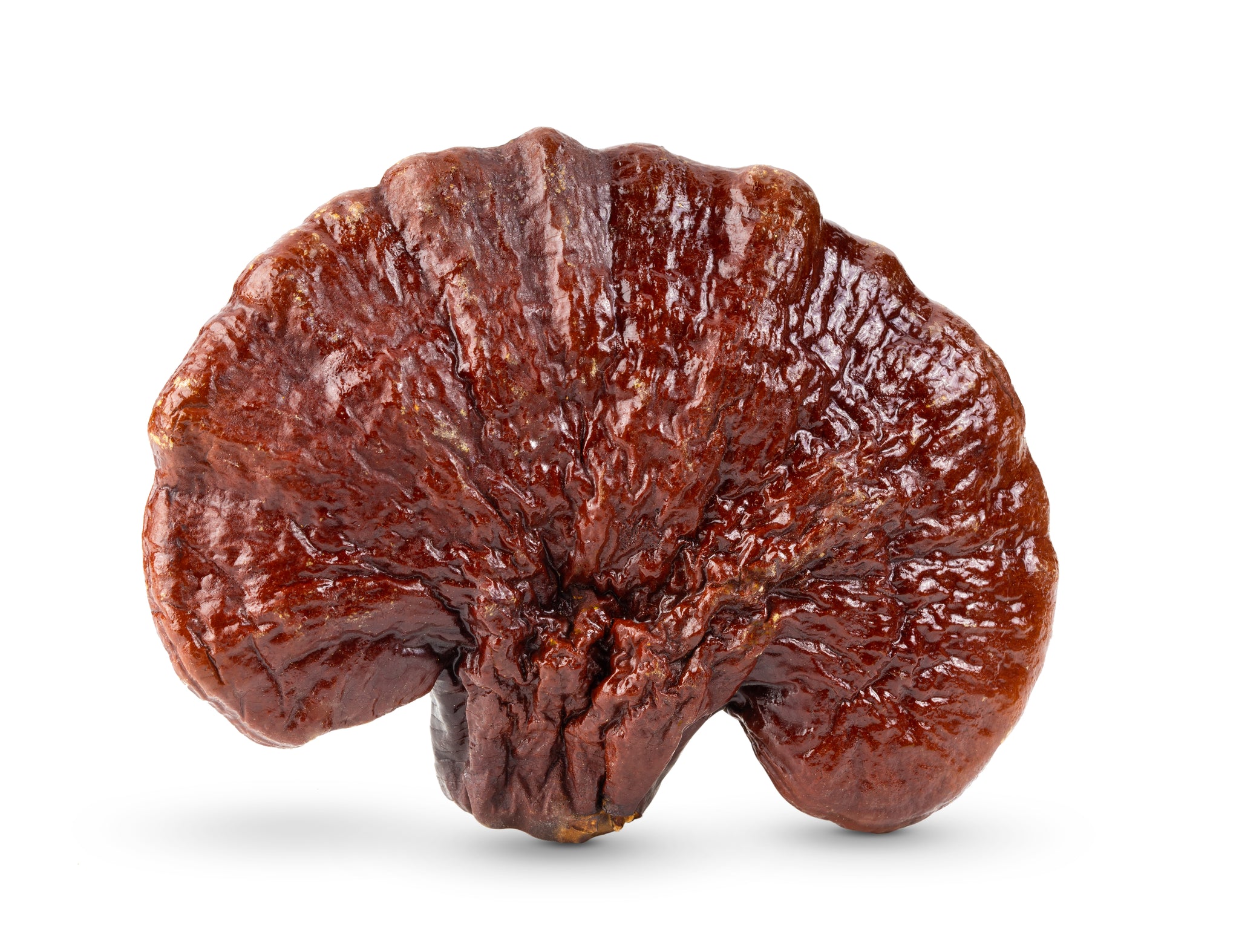 Reishi