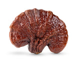 Reishi