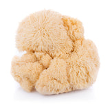Lions Mane