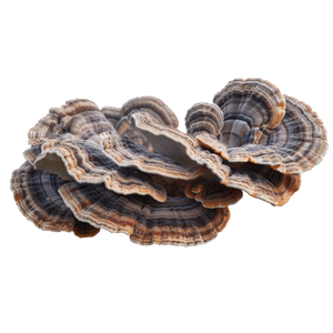 Turkey Tail (Trametes versicolor)