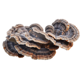 Turkey Tail (Trametes versicolor)